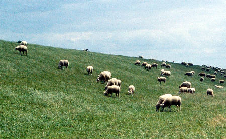 Schafe, Schafe, Schafe auf der Fehnroute